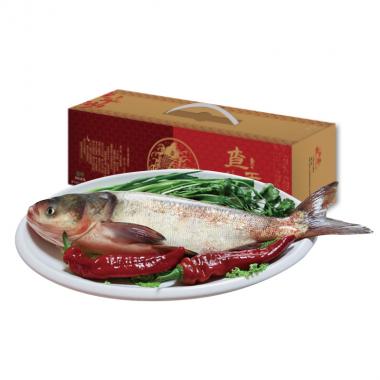 查干湖-叁號胖頭魚